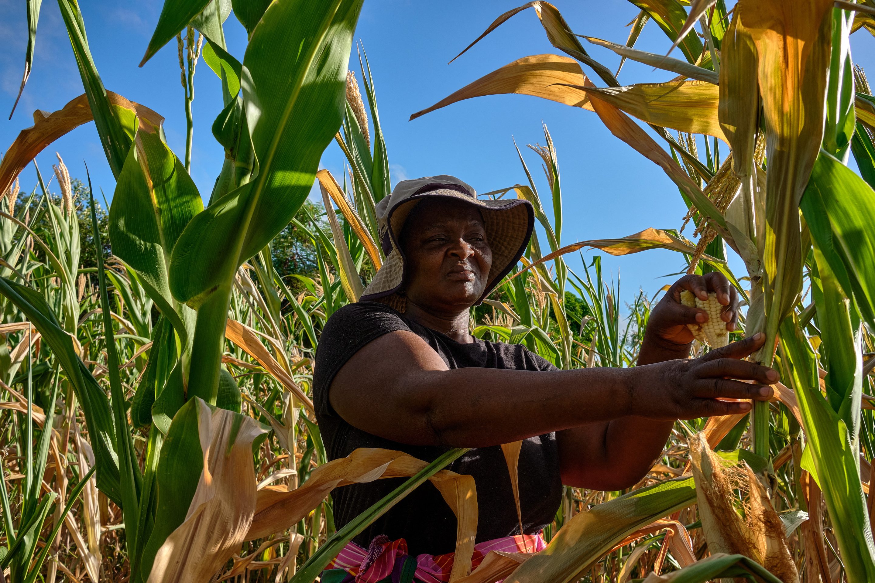 farmer walks through wilting maize field